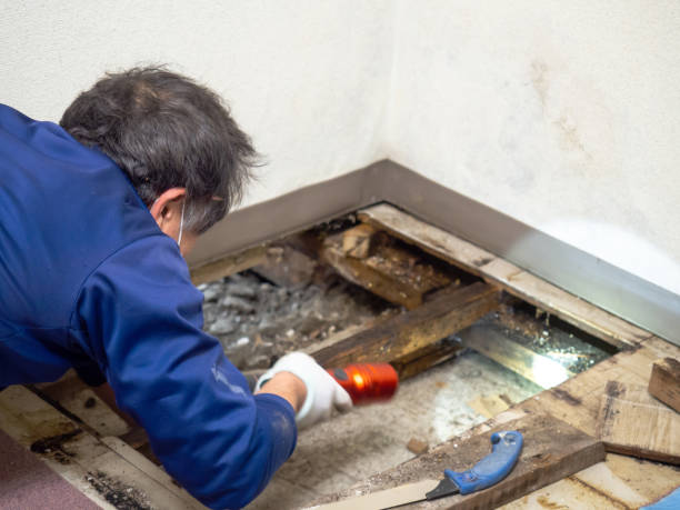 Crawl Space Mold Removal in Gulf Breeze, FL